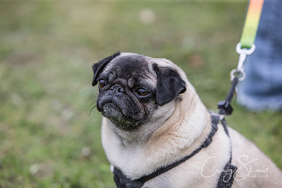 44_BarkintheParkHuddersfield_2014_bluplanetphoto