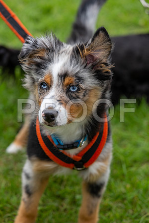 2050_SpringersFunDay2019_craigshawphoto