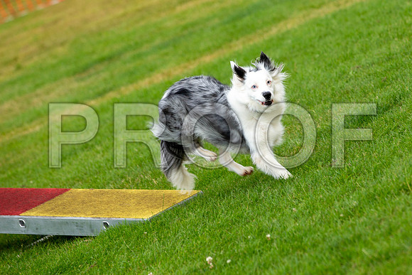 1119_SpringersFunDay2019_craigshawphoto