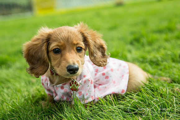 1082_Woofstock2016_craigshaw-2