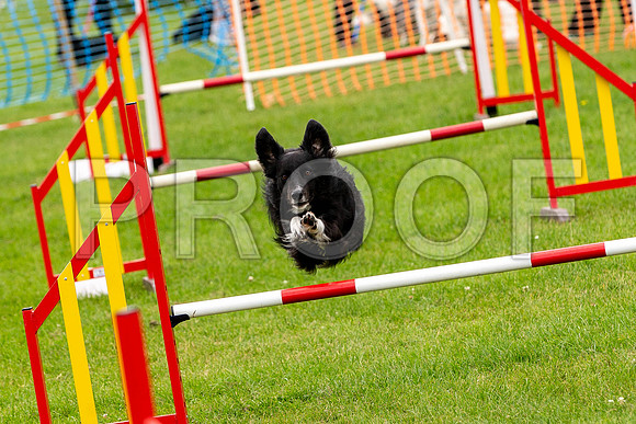 2370_SpringersFunDay2019_craigshawphoto