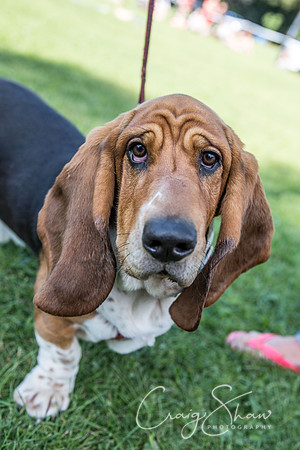 2418_K9Partyinthepark2014_RSPCAHalifax_bluplanetphoto