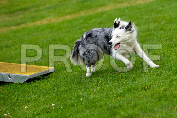 1121_SpringersFunDay2019_craigshawphoto