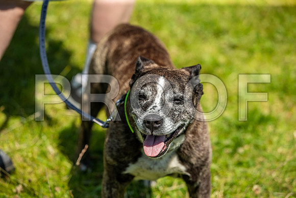 2294__PAWSFundogShow_July2022_cshaw