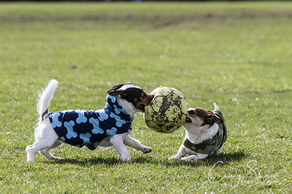 1205__SpringersFunDay_March2014_bluplanetphoto