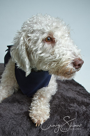 Vets4Pets RSPCA Fundraiser