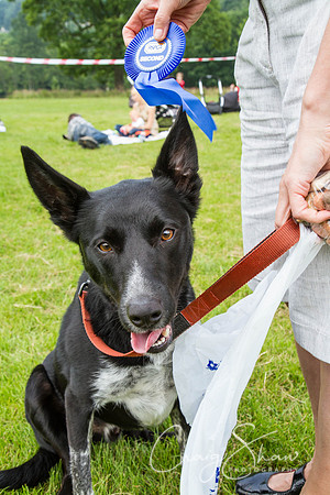 RSPCA Dog Day Afternoon