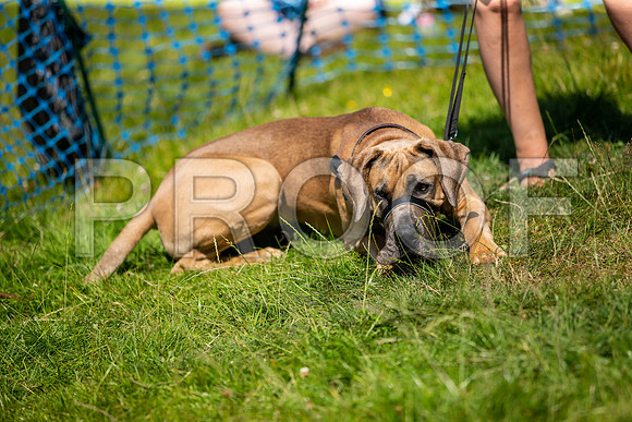 2812__PAWSFundogShow_July2022_cshaw