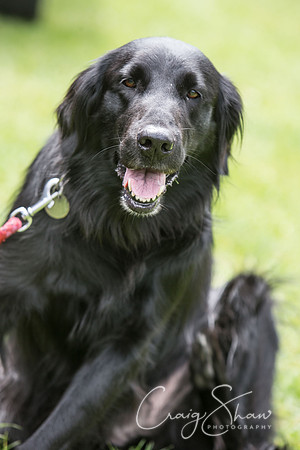 283_K9Partyinthepark2014_RSPCAHalifax_bluplanetphoto