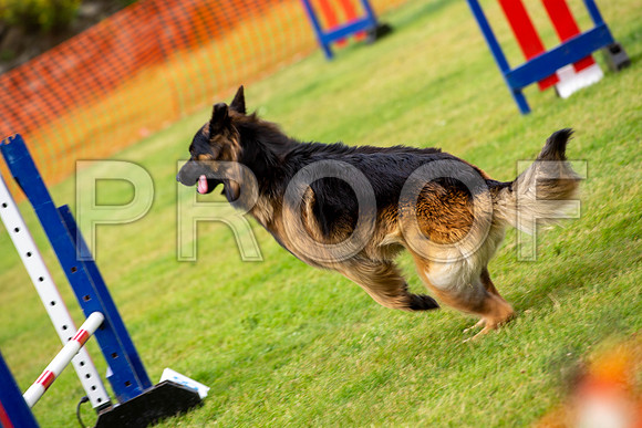 1149_SpringersFunDay2019_craigshawphoto