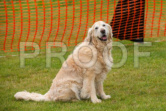 2079_SpringersFunDay2019_craigshawphoto