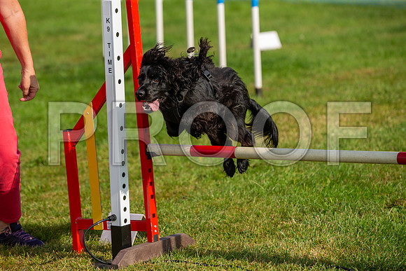 0205_SpringersFunDay2019_craigshawphoto