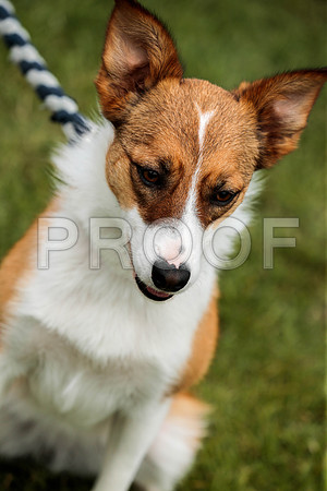 3223_SpringersFunDay2019_craigshawphoto