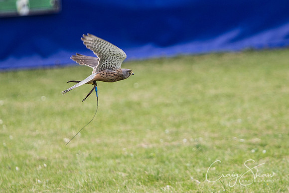 893_TodAgriculturalShow2014__bluplanetphoto