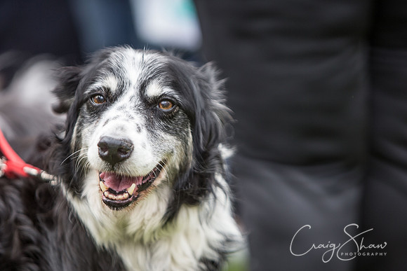 64_K9Partyinthepark2014_RSPCAHalifax_bluplanetphoto