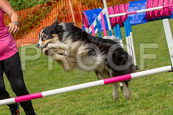 1904_SpringersFunDay2019_craigshawphoto