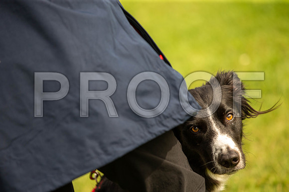 0676_SpringersFunDay2019_craigshawphoto