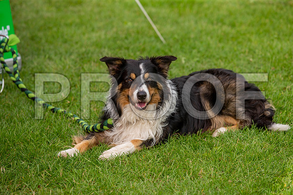 0660_SpringersFunDay2019_craigshawphoto