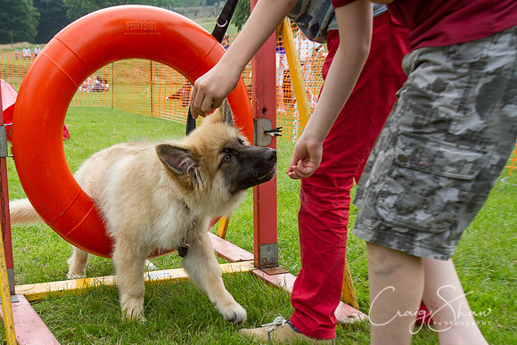 RSPCA Dog Day Afternoon