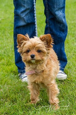 RSPCA Dog Day Afternoon