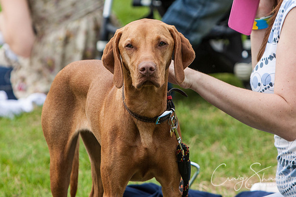 RSPCA Dog Day Afternoon