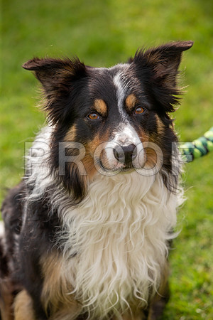 0251_SpringersFunDay2019_craigshawphoto