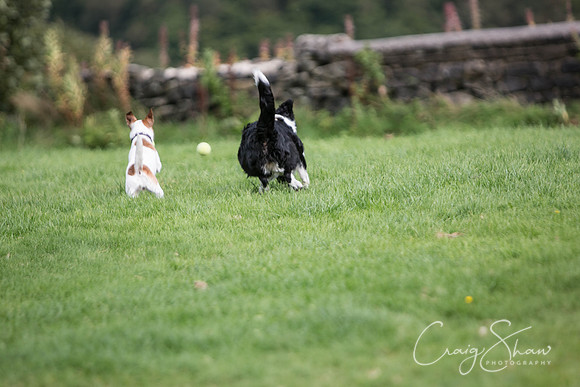 302_Woofstock2016_craigshaw